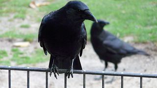 Crows in Sweden have been taught to pick up cigarette butts.