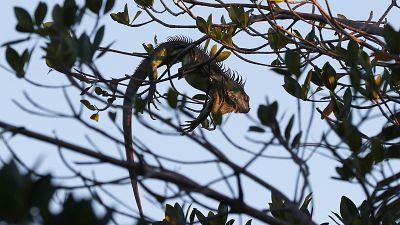 An iguana lies draped on a tree limb as it waits for the sunrise, Jan. 22, 2020, in Surfside, Florida.