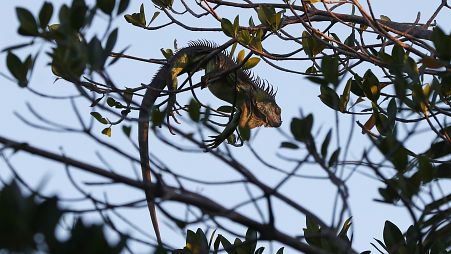 An iguana lies draped on a tree limb as it waits for the sunrise, Jan. 22, 2020, in Surfside, Florida.