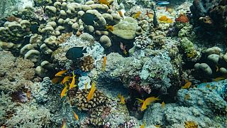 Recife de coral em Matemwe, Zanzibar