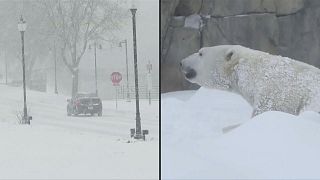 Mientras en Chicago luchan contra la enorme nevada, el oso Hudson disfruta de unas vacaciones