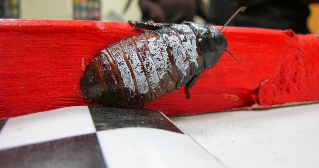 Cockroach farming: Africa’s “new oil” to look out for