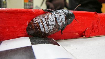 Cockroach farming: Africa’s “new oil” to look out for