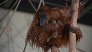 Kuscheln mit Mama: Orang-Utan-Nachwuchs im Zoo von Amneville