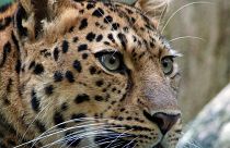 The Amur Leopard is one of the species that is part of WWF's NFTs. 