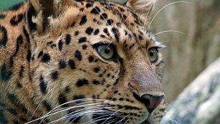 The Amur Leopard is one of the species that is part of WWF's NFTs. 