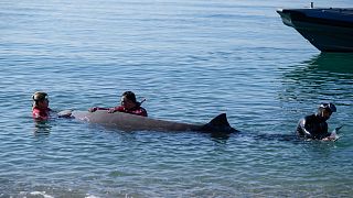 A rescue team of divers and vets had attempted to care for a whale calf.