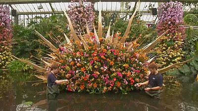 بدون تعليق: مهرجان لأزهار الأوركيد الكوستاريكية في حدائق "كيو" البريطانية