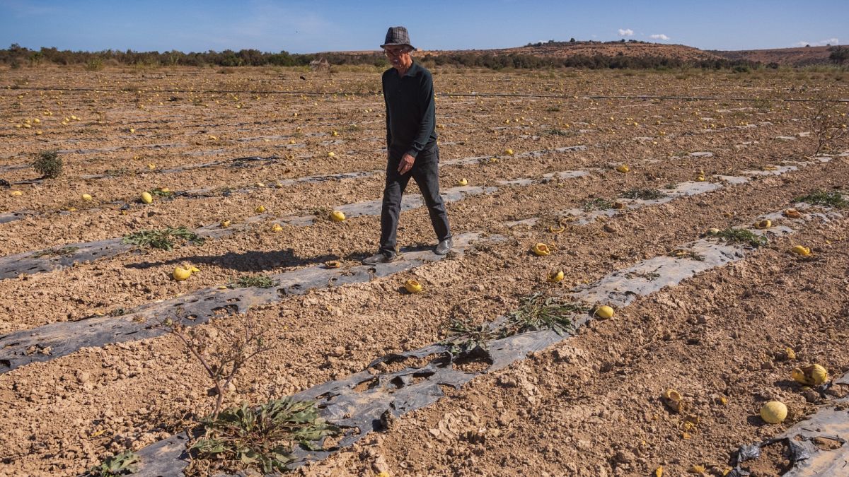 مزارع في حقله الجاف، بالقرب من مدينة السعيدية شمال شرق المغرب