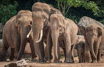 Members of the Asian elephant herd at Chester Zoo.