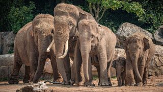 Members of the Asian elephant herd at Chester Zoo. 