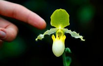 Over 5,000 blooms are on display at Kew Garden's Orchid 2022 festival