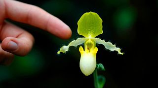 Over 5,000 blooms are on display at Kew Garden's Orchid 2022 festival