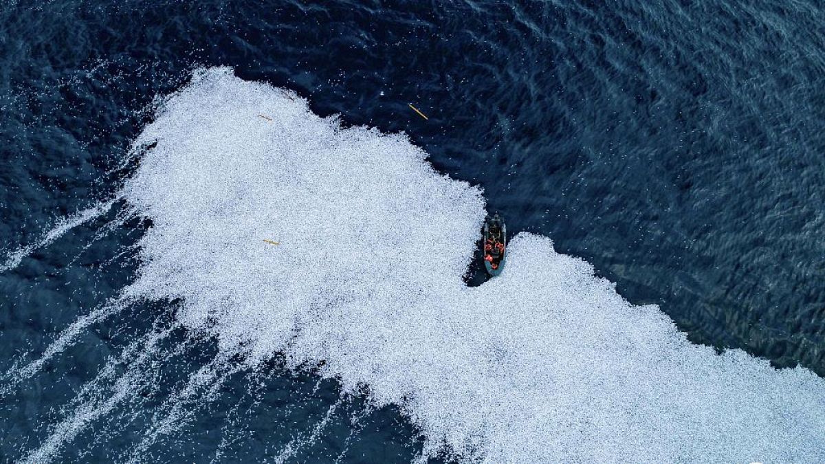 Hunderttausende tote Fische treiben im Golf von Biskaya, vor der Westküste Frankreichs