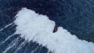 Sok tízezer haltetem borítja az Atlanti-óceánt a Vizcayai-öbölben
