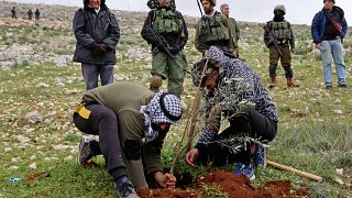 فلسطينيون يزرعون أشجار الزيتون في أرضهم بمساعدة نشطاء سلام إسرائيليين في قرية بورين في الضفة الغربية المحتلة. 2022/02/04