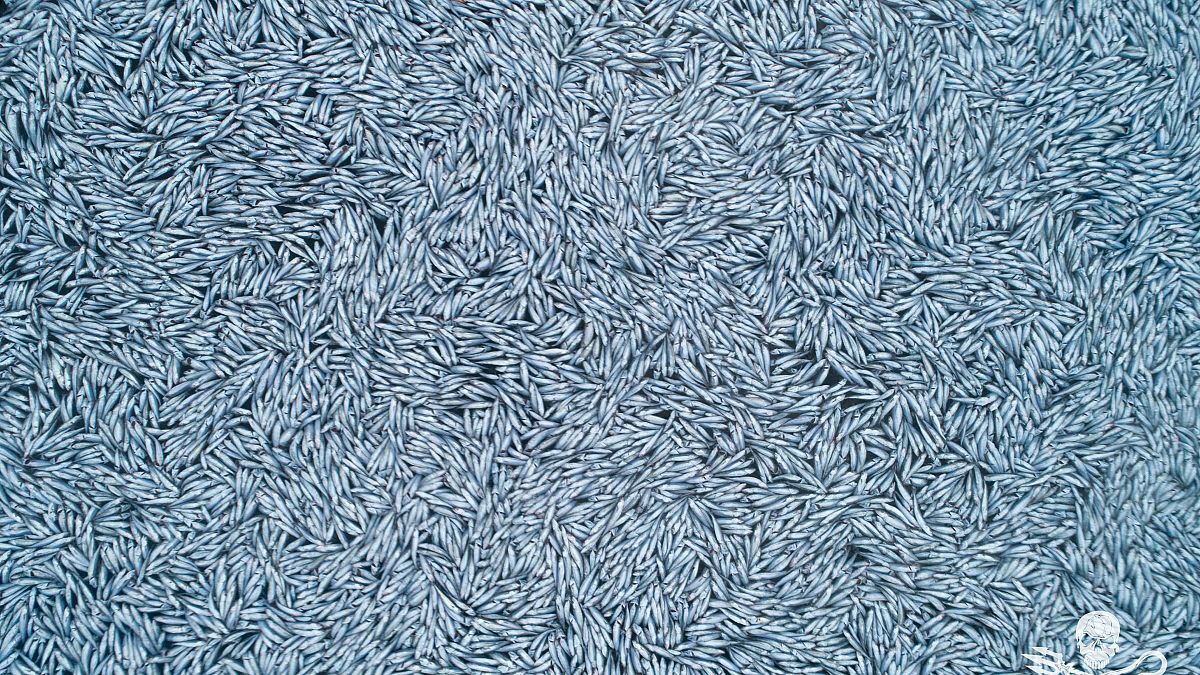 حوالي 100 ألف سمكة من أسماك النازلي ألقت بها في البحر  قبالة سواحل لاروشيل إحدى سفن المصانع الأربع العاملة في المنطقة. 2022/02/03