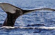 Islanda verso il divieto della caccia alla balena dal 2024