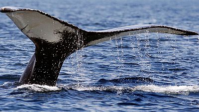Tierschützer:innen feiern: Island will umstrittene Praxis des Walfangs beenden