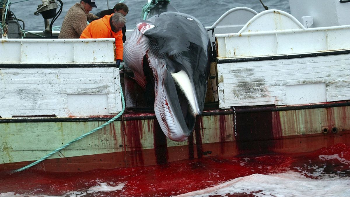 İzlanda'da balina avcılığı