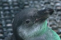 Foto de un pingüino de Humboldt recuperándose en el zoo de Lima. Perú