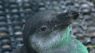 Foto de un pingüino de Humboldt recuperándose en el zoo de Lima. Perú