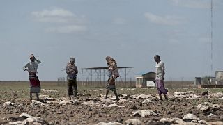 Kenya : le bétail, première victime des catastrophes climatiques