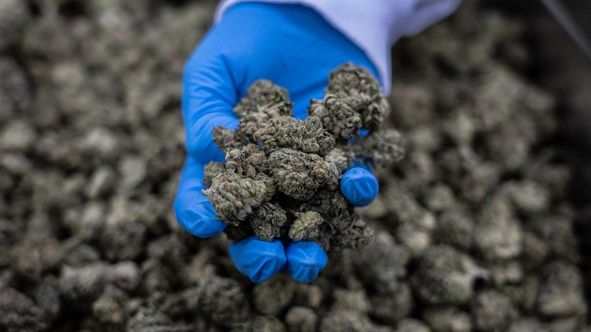 An Israeli worker holds medical cannabis, at UNIVO Pharmaceuticals in the coastal city of Ashkelon, Israel, Jan. 16, 2022. 