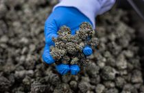 An Israeli worker holds medical cannabis, at UNIVO Pharmaceuticals in the coastal city of Ashkelon, Israel, Jan. 16, 2022.