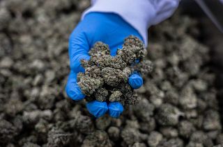 An Israeli worker holds medical cannabis, at UNIVO Pharmaceuticals in the coastal city of Ashkelon, Israel, Jan. 16, 2022.