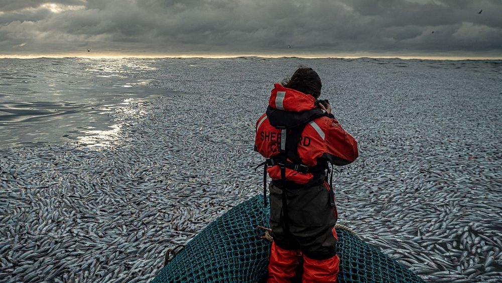Why are 100,000 fish lying dead in the Atlantic Ocean?