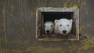 Белые медведи на заброшенной метеостанции