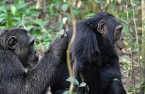شامپانزه‌ها