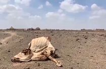 الجفاف يضرب شرق أفريقيا