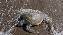 Νεκρή θαλάσσια χελώνα