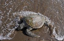 Poluição mata tartarugas nos Emirados Árabes Unidos