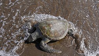 Une tortue verte retrouvée morte à Kalba aux Emirats arabes Unis (1/02/2022)