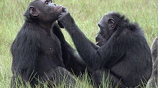 Les chimpanzés du Gabon soignent leurs plaies avec des insectes