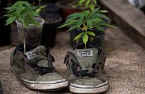 Marijuana plants grow inside a pair of discarded tennis shoes at a camp outside of the country's Senate building in Mexico City, Thursday, July 16, 2020