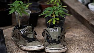 Marijuana plants grow inside a pair of discarded tennis shoes at a camp outside of the country's Senate building in Mexico City, Thursday, July 16, 2020