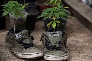 Marijuana plants grow inside a pair of discarded tennis shoes at a camp outside of the country's Senate building in Mexico City, Thursday, July 16, 2020