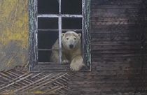 Schnappschuss von der Eisbären-Insel Koljutschin