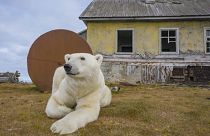 Imágen de un oso polar en una casa en la isla de Koliuchin, Rusia.