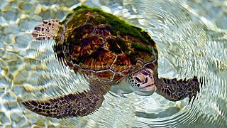لاک‌پشت‌های خلیج فارس در خطر انقراض