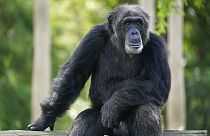 Schimpanse im Zoo von Miami, 15.09.2020