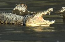The crocodile with a tyre wrapped around its neck regularly spotted in a river.