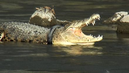 Indonesian croc freed after five years trapped in tyre