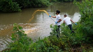 Colaboradores do "Lagoa Viva" despejam microrganismos líquidos na lagoa