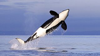 Archive du 18 janvier 2014, un orque nage près de Bainbridge Island (Wash.),