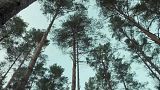 Baterias de madeira e amigas do ambiente